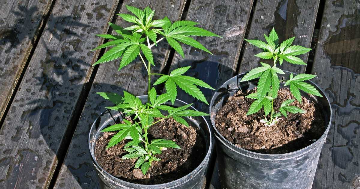 How to Legally Grow Marijuana Plants in Your Home