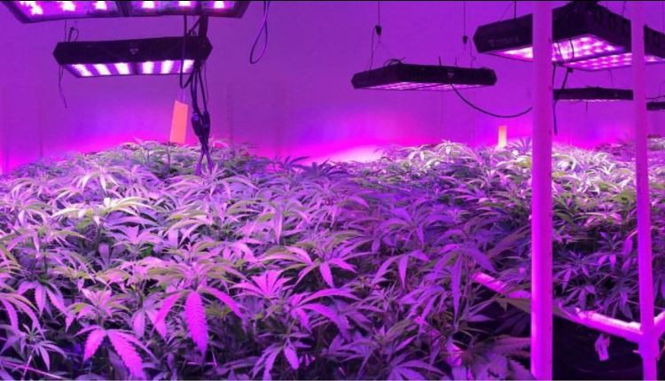 Are LED Grow Lights Better Than HPS For Growing Marijuana Indoors?